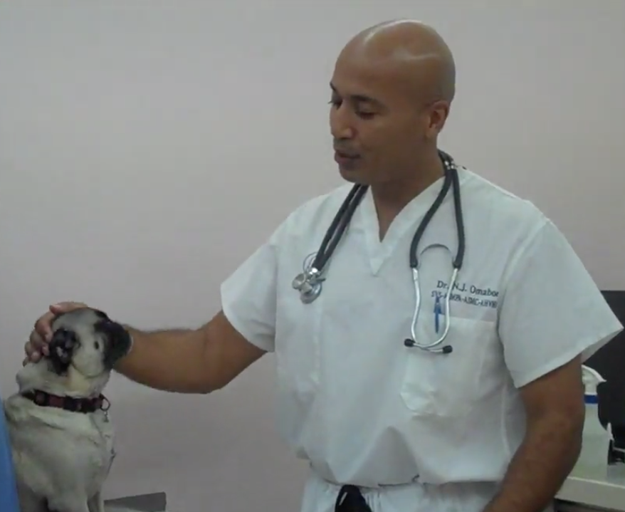 Nyon Animal Hospital, Animal Hospital Nyon, Cabinet Vétérinaire International, Nyon Veterinarian, veterinarian Nyon, Nyon Animal Hospitals, Animal Hospitals Nyon