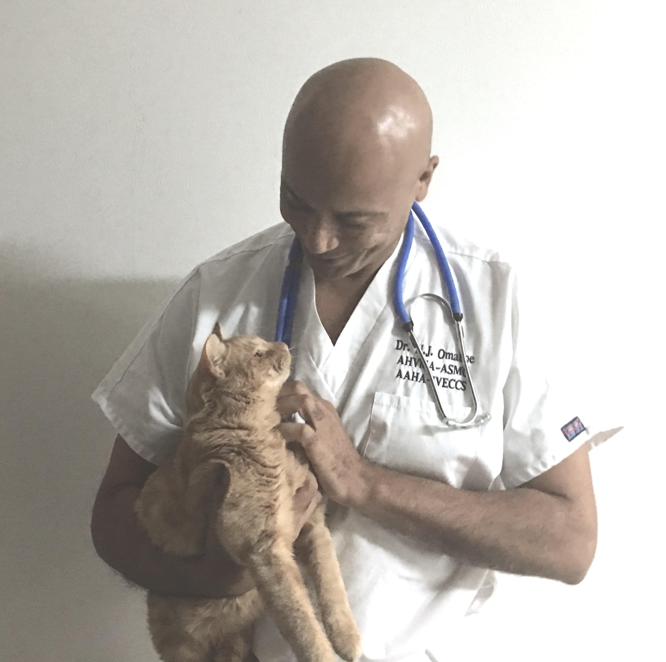 Nyon Animal Hospital, Animal Hospital Nyon, Cabinet Vétérinaire International, Nyon Veterinarian, veterinarian Nyon, Nyon Animal Hospitals, Animal Hospitals Nyon