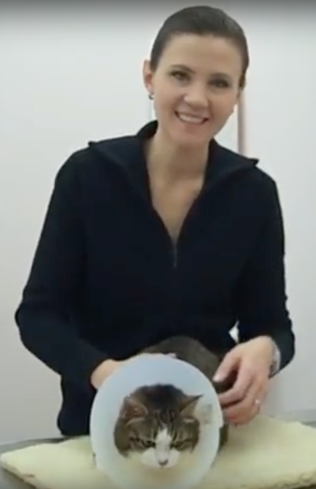 Nyon Animal Hospital, Animal Hospital Nyon, Cabinet Vétérinaire International, Nyon Veterinarian, veterinarian Nyon, Nyon Animal Hospitals, Animal Hospitals Nyon