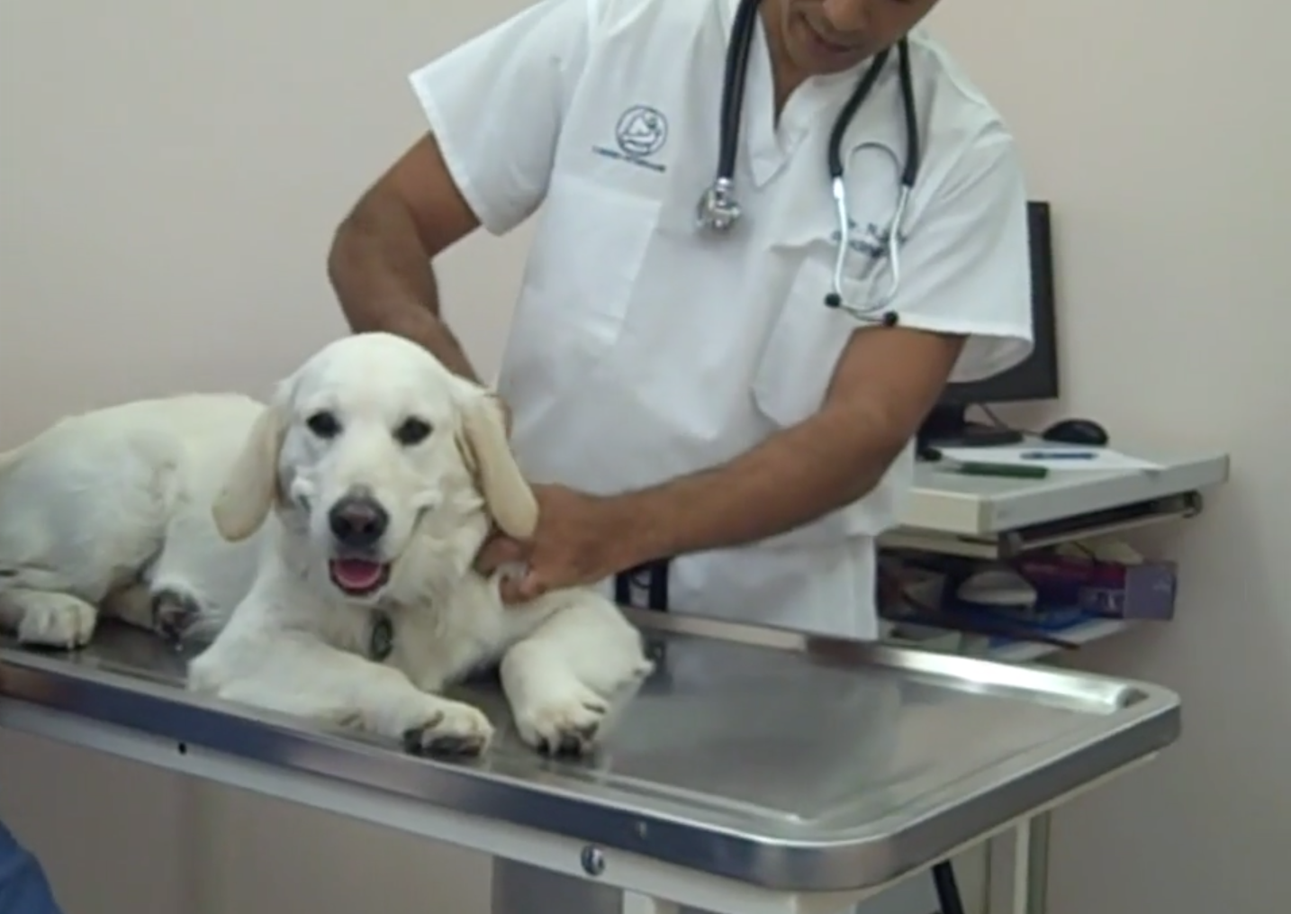 Nyon Animal Hospital, Animal Hospital Nyon, Cabinet Vétérinaire International, Nyon Veterinarian, veterinarian Nyon, Nyon Animal Hospitals, Animal Hospitals Nyon