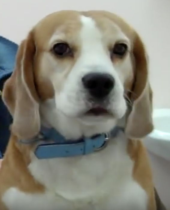 Nyon Animal Hospital, Animal Hospital Nyon, Cabinet Vétérinaire International, Nyon Veterinarian, veterinarian Nyon, Nyon Animal Hospitals, Animal Hospitals Nyon