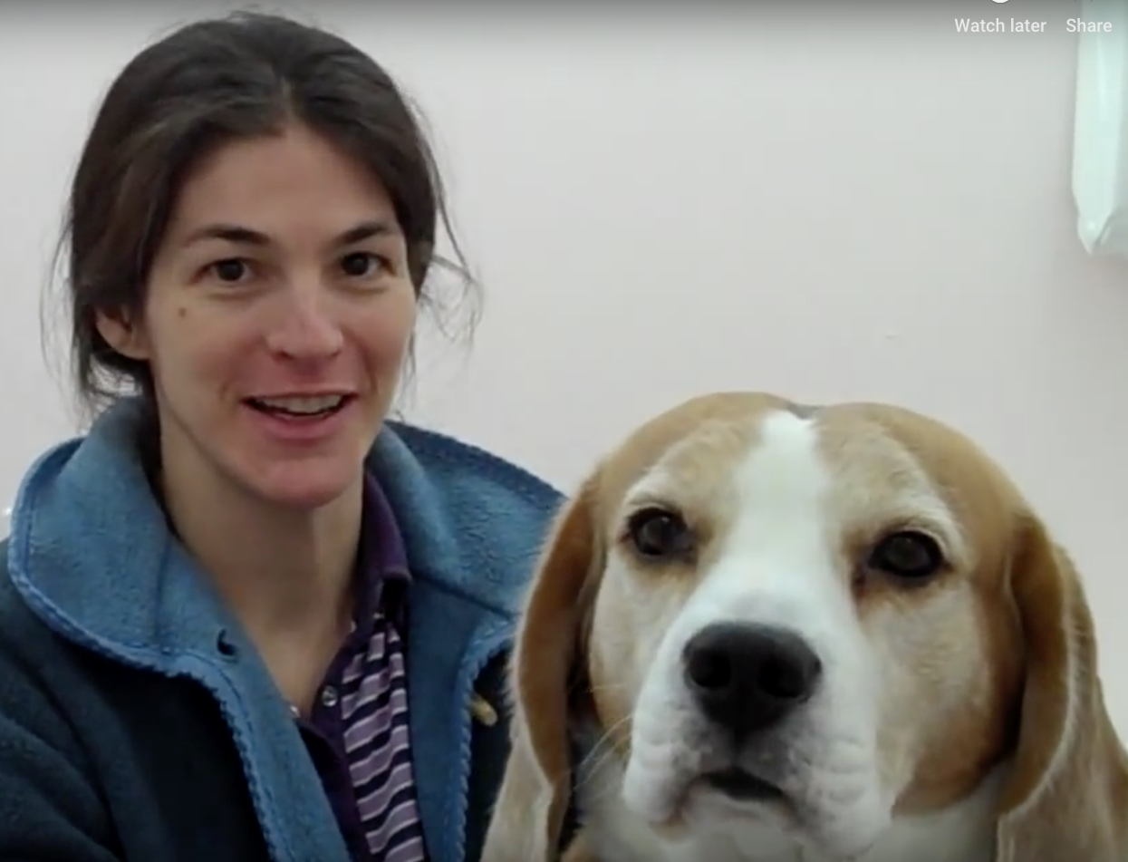 Nyon Animal Hospital, Animal Hospital Nyon, Cabinet Vétérinaire International, Nyon Veterinarian, veterinarian Nyon, Nyon Animal Hospitals, Animal Hospitals Nyon