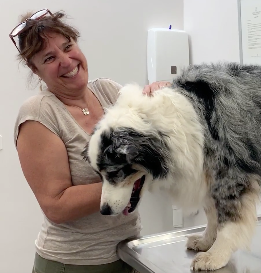 Nyon Animal Hospital, Animal Hospital Nyon, Cabinet Vétérinaire International, Nyon Veterinarian, veterinarian Nyon, Nyon Animal Hospitals, Animal Hospitals Nyon