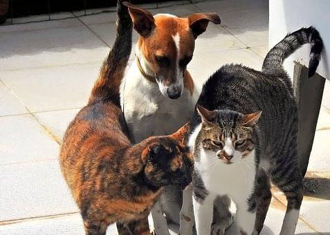 Nyon Animal Hospital, Animal Hospital Nyon, Cabinet Vétérinaire International, Nyon Veterinarian, veterinarian Nyon, Nyon Animal Hospitals, Animal Hospitals Nyon