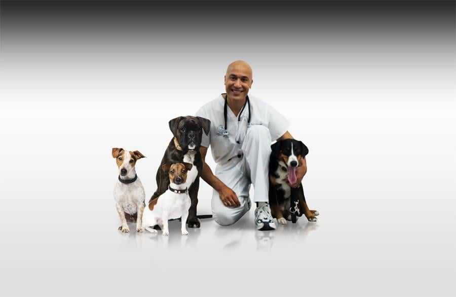 Nyon Animal Hospital, Animal Hospital Nyon, Cabinet Vétérinaire International, Nyon Veterinarian, veterinarian Nyon, Nyon Animal Hospitals, Animal Hospitals Nyon