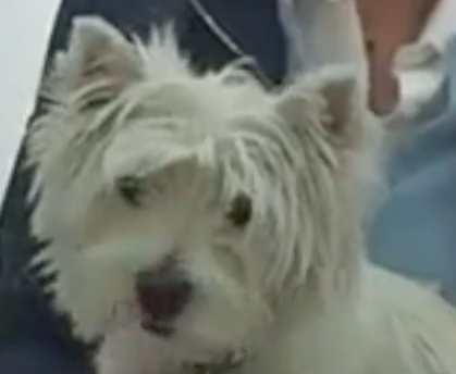 Nyon Animal Hospital, Animal Hospital Nyon, Cabinet Vétérinaire International, Nyon Veterinarian, veterinarian Nyon, Nyon Animal Hospitals, Animal Hospitals Nyon