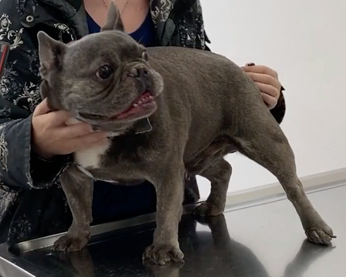 Nyon Animal Hospital, Animal Hospital Nyon, Cabinet Vétérinaire International, Nyon Veterinarian, veterinarian Nyon, Nyon Animal Hospitals, Animal Hospitals Nyon