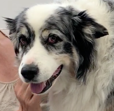 Nyon Animal Hospital, Animal Hospital Nyon, Cabinet Vétérinaire International, Nyon Veterinarian, veterinarian Nyon, Nyon Animal Hospitals, Animal Hospitals Nyon