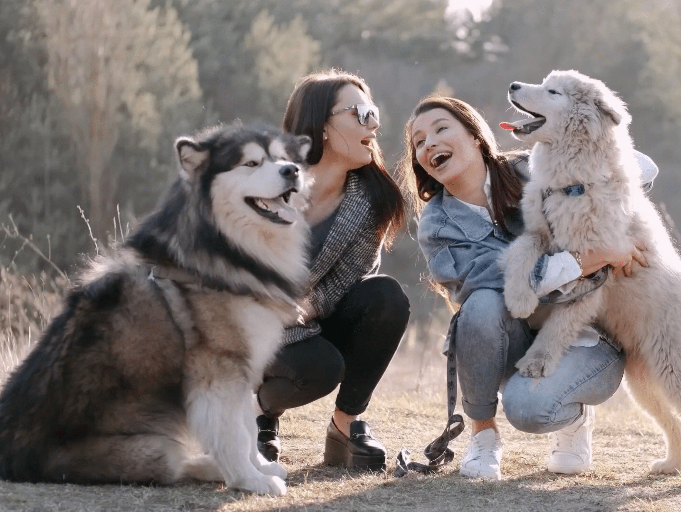 Nyon Animal Hospital, Animal Hospital Nyon, Cabinet Vétérinaire International, Nyon Veterinarian, veterinarian Nyon, Nyon Animal Hospitals, Animal Hospitals Nyon