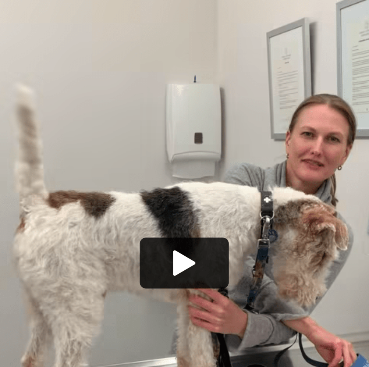 Nyon Animal Hospital, Animal Hospital Nyon, Cabinet Vétérinaire International, Nyon Veterinarian, veterinarian Nyon, Nyon Animal Hospitals, Animal Hospitals Nyon