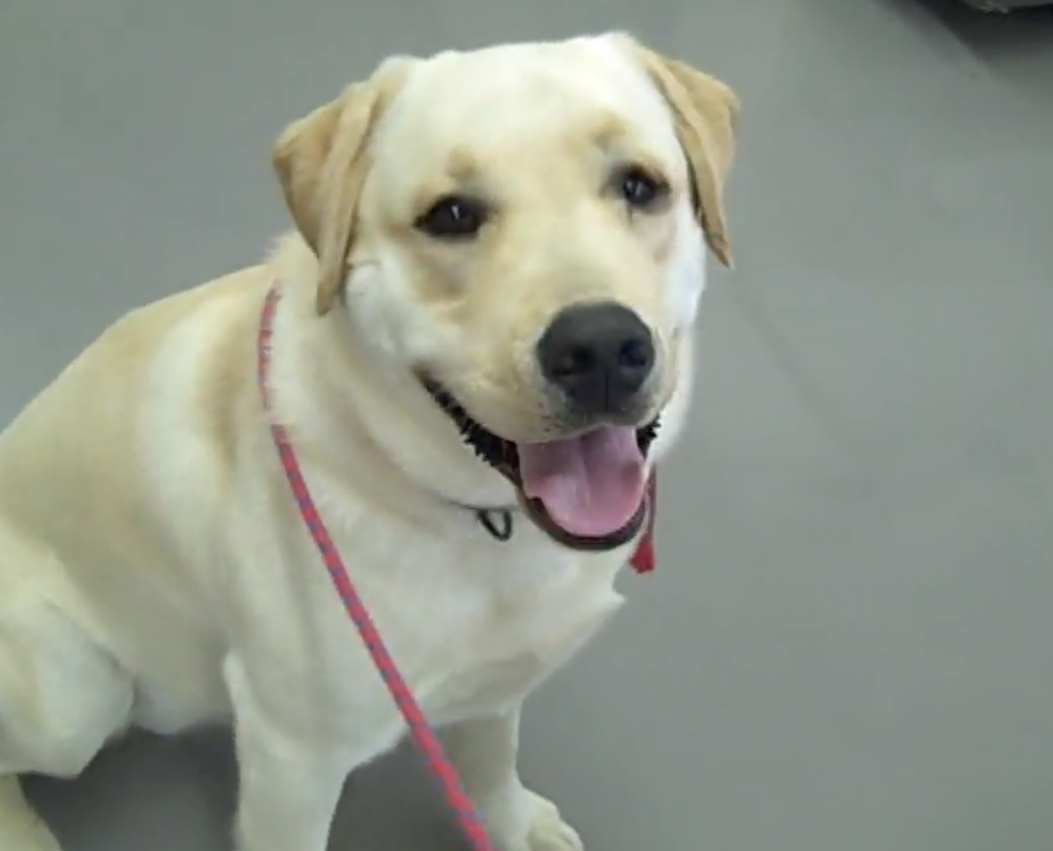 Nyon Animal Hospital, Animal Hospital Nyon, Cabinet Vétérinaire International, Nyon Veterinarian, veterinarian Nyon, Nyon Animal Hospitals, Animal Hospitals Nyon