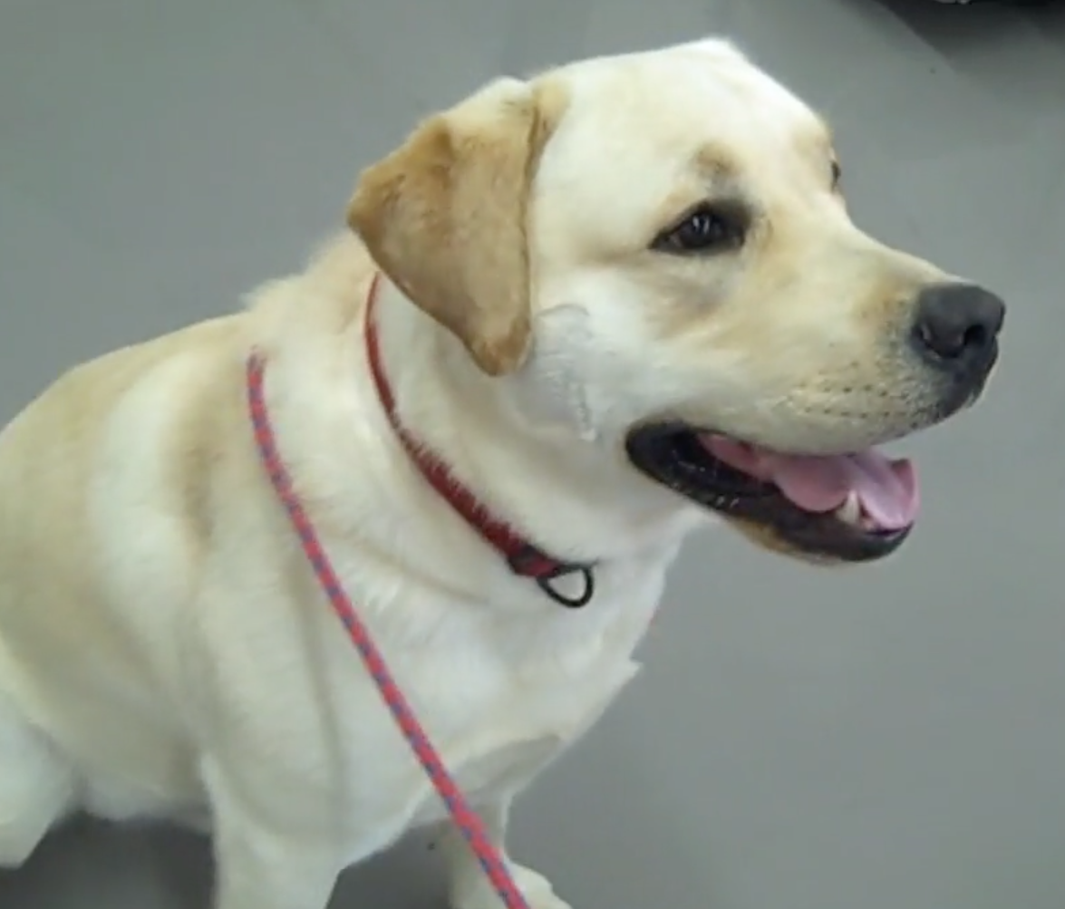 Nyon Animal Hospital, Animal Hospital Nyon, Cabinet Vétérinaire International, Nyon Veterinarian, veterinarian Nyon, Nyon Animal Hospitals, Animal Hospitals Nyon