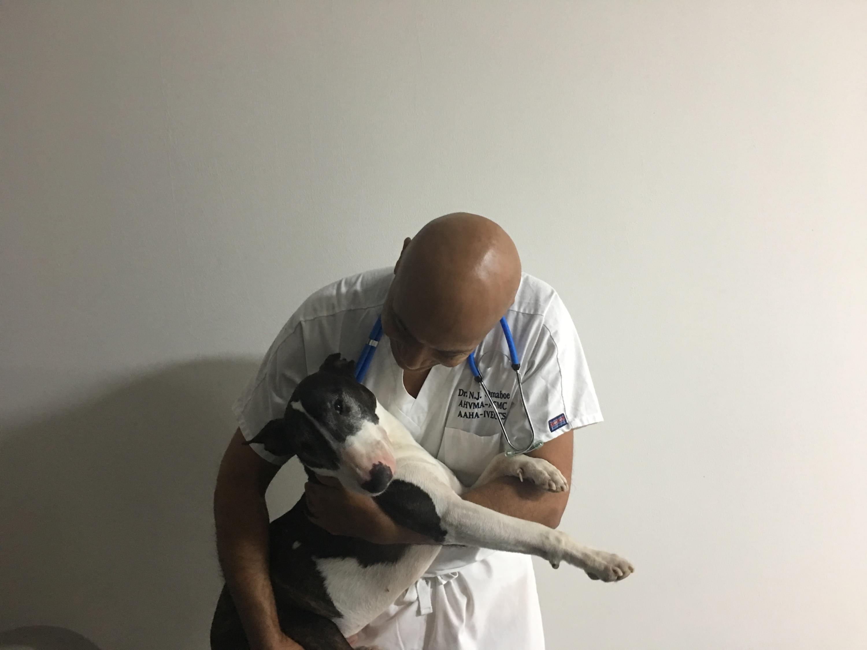 Nyon Animal Hospital, Animal Hospital Nyon, Cabinet Vétérinaire International, Nyon Veterinarian, veterinarian Nyon, Nyon Animal Hospitals, Animal Hospitals Nyon