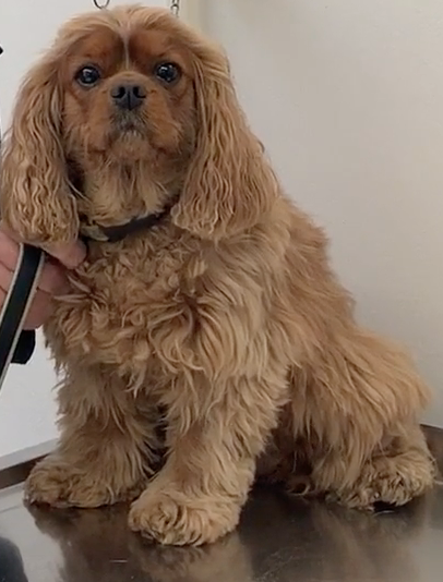 Nyon Animal Hospital, Animal Hospital Nyon, Cabinet Vétérinaire International, Nyon Veterinarian, veterinarian Nyon, Nyon Animal Hospitals, Animal Hospitals Nyon