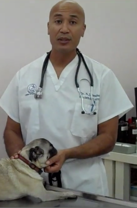 Nyon Animal Hospital, Animal Hospital Nyon, Cabinet Vétérinaire International, Nyon Veterinarian, veterinarian Nyon, Nyon Animal Hospitals, Animal Hospitals Nyon